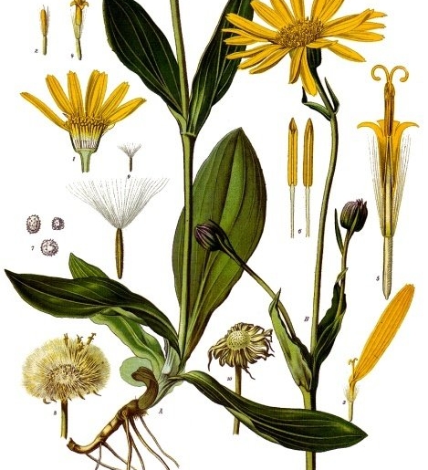 Arnica Montana