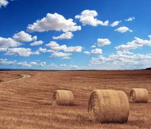 Paysage et champs en août