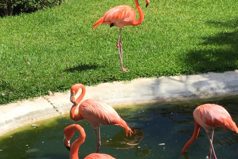 Flamants roses, Cozume, Mexique