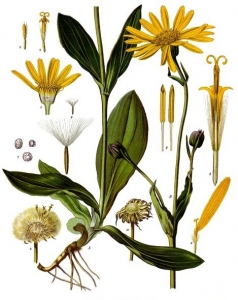 Arnica Montana