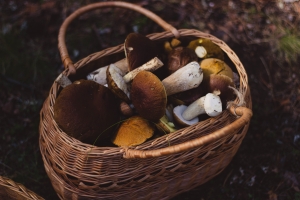 Raison n° 9 d'aimer le mois de septembre : la saveur des champignons des bois