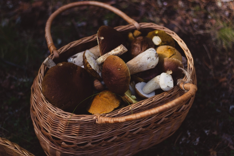 Les saveurs de septembre : les champigons des bois