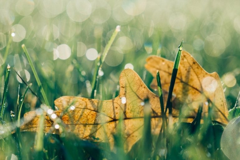 Premières couelurs d'automne